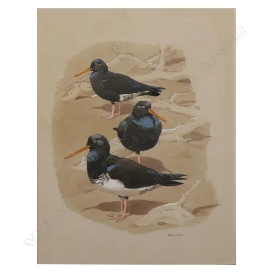 NW CUSA (UK), NZ OYSTERCATCHERS, PEN & W/COLOUR ON PAPER, SIGNED, 570 x 640mm