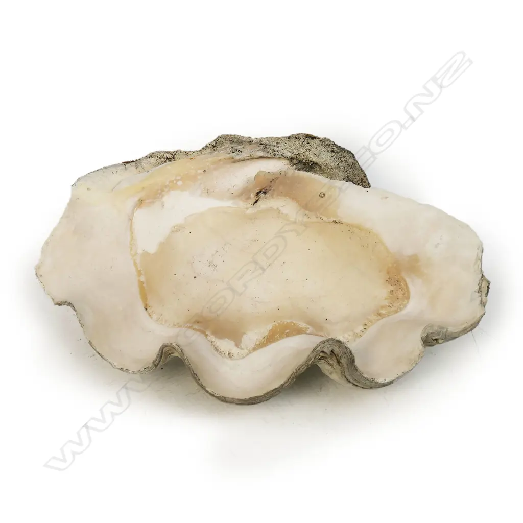 An old giant clam shell, Image 1++