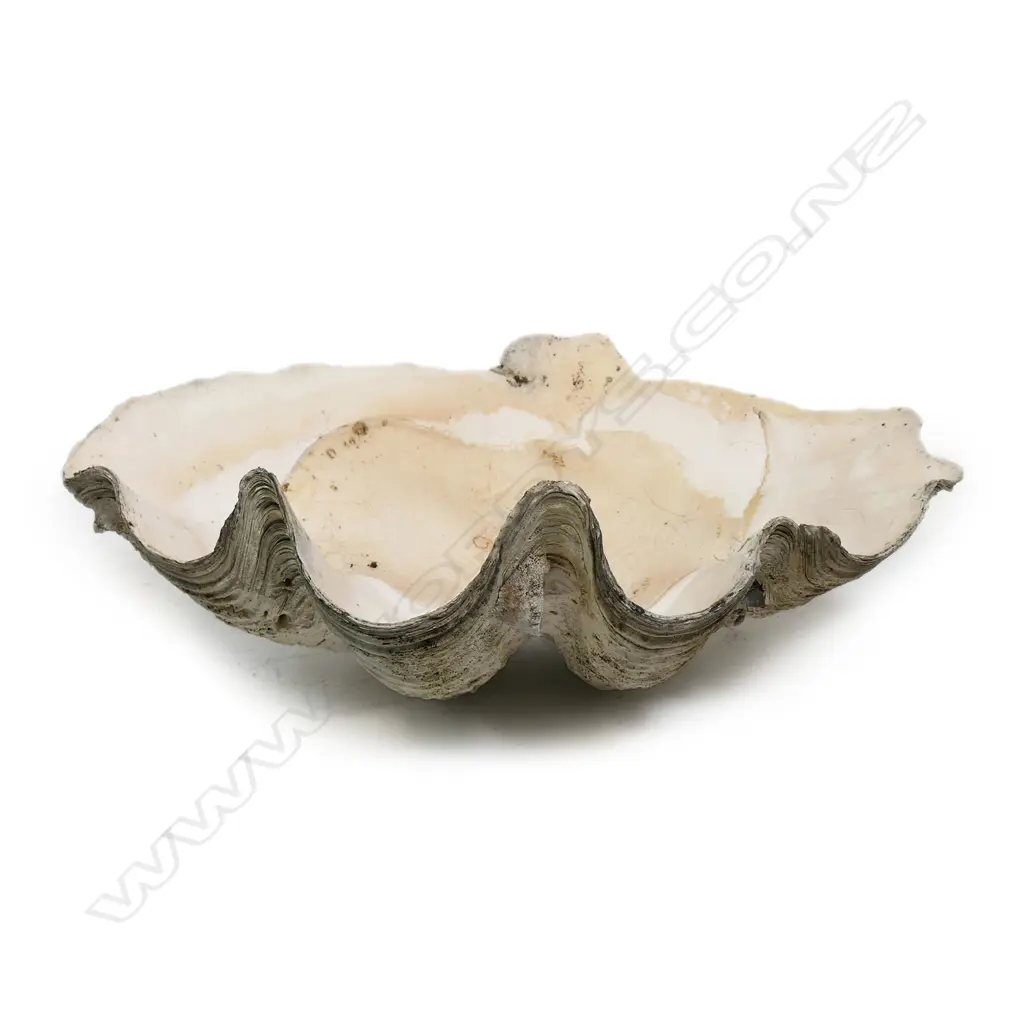 An old giant clam shell, Image 1++