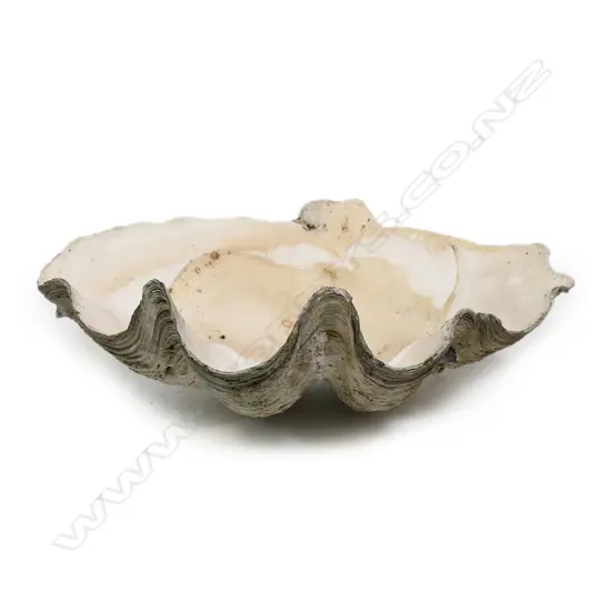 An old giant clam shell,