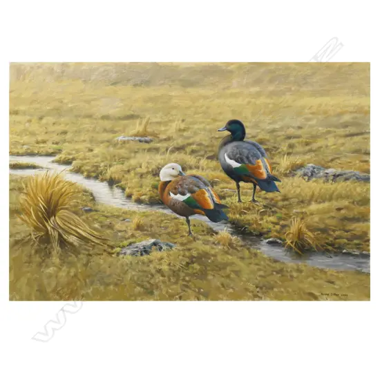 Nicolas Dillon 'Paradise Ducks' ,