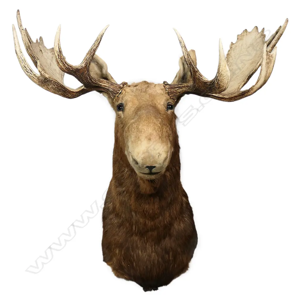 An impressive taxidermy Canadian moose head, Image 1++