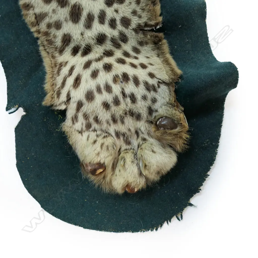 A vintage leopard skin rug, Image 1++