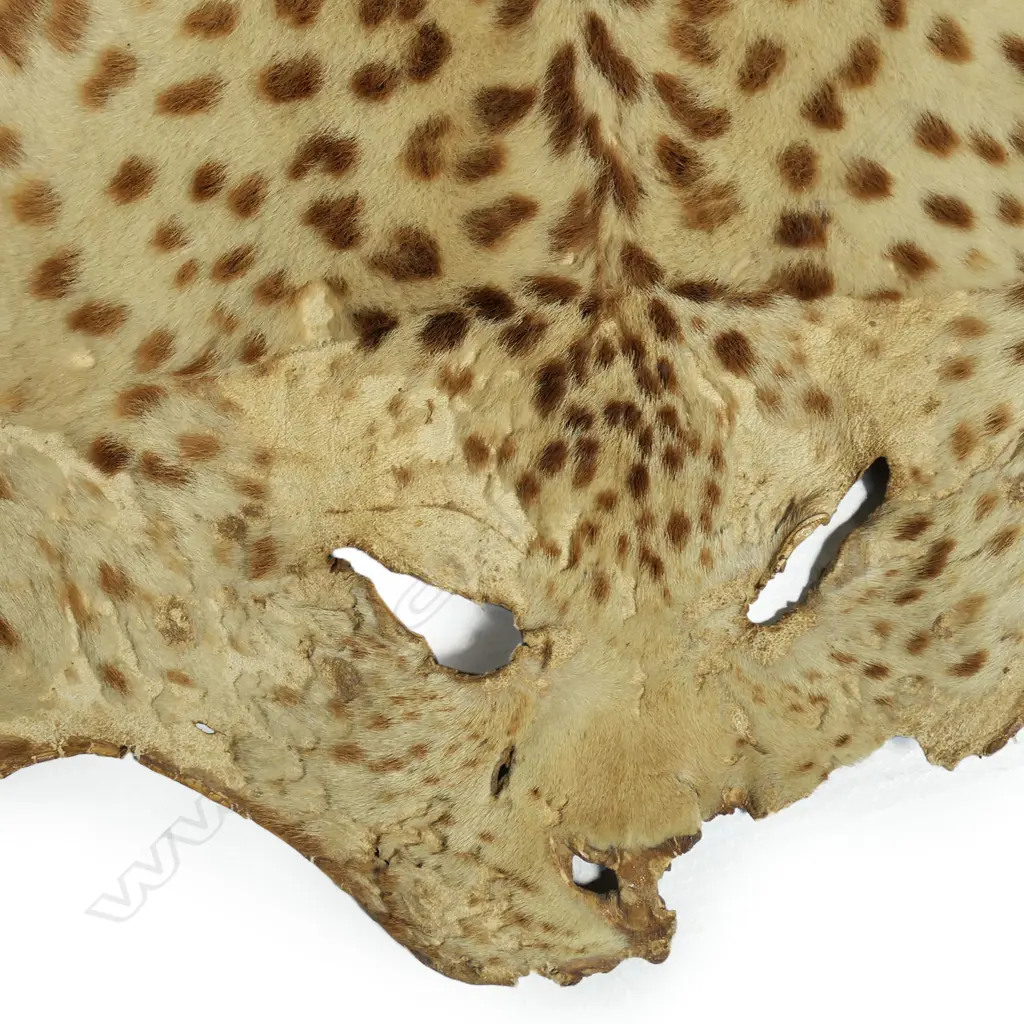 A vintage leopard skin rug, Image 1++