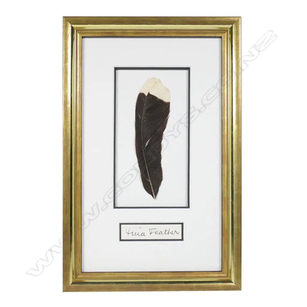 A rare and extinct huia tail feather, Image 1++