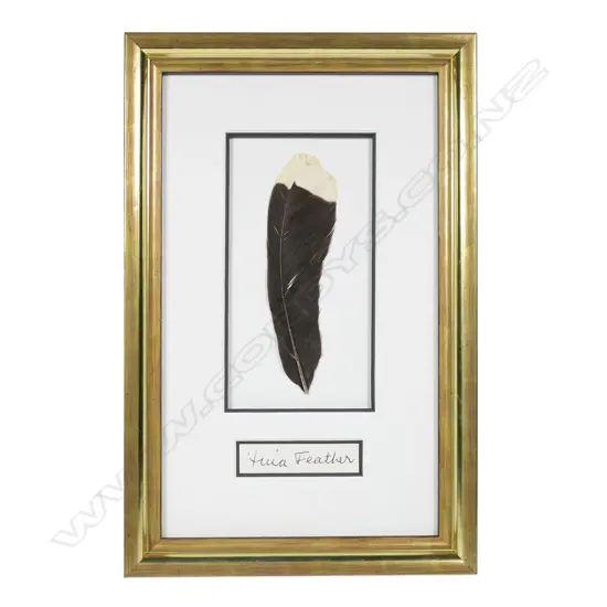 A rare and extinct huia tail feather,