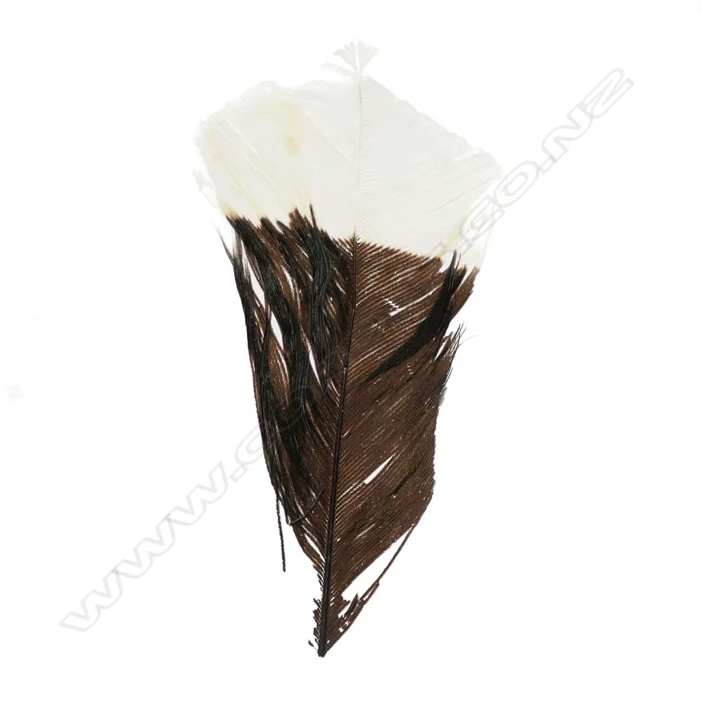 A rare and extinct huia shortened tail feather Image 1++