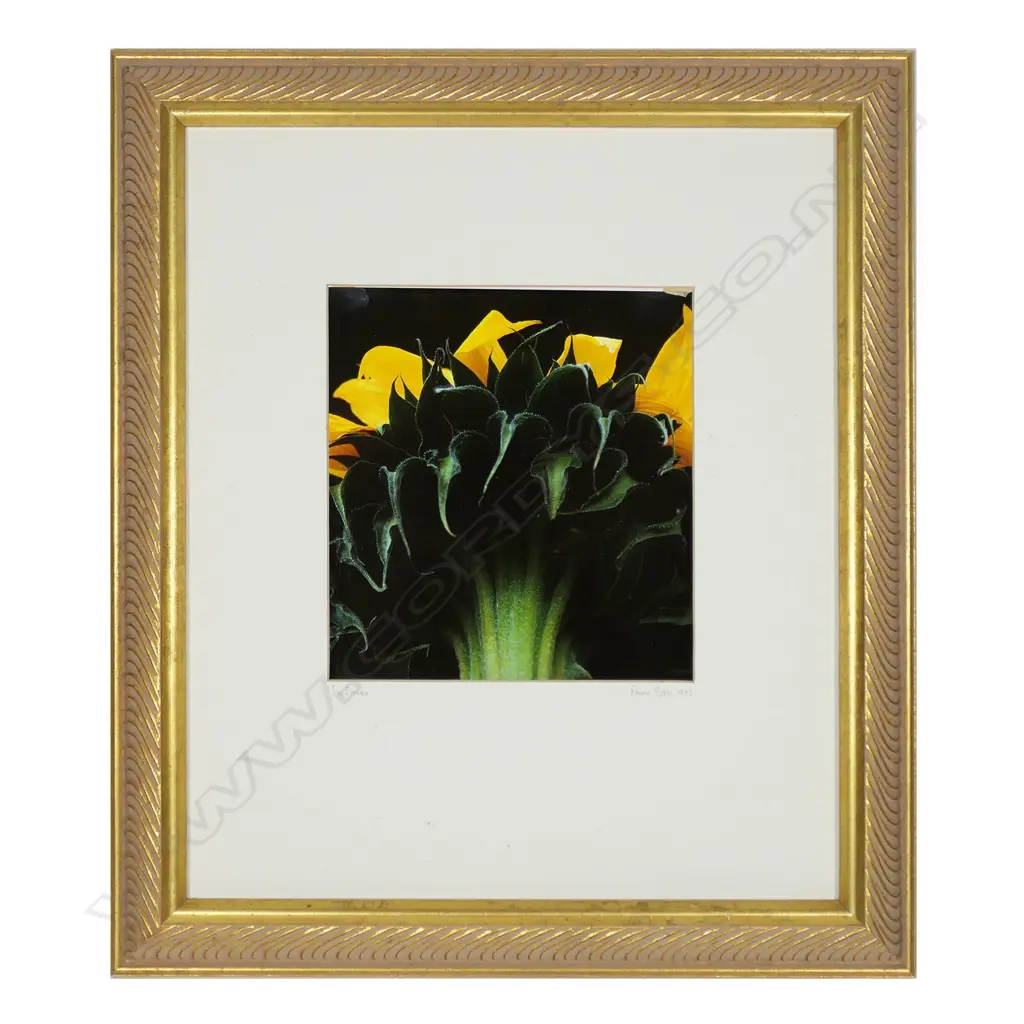 Emma Bass (NZ 1967-) 'Sunflower', Image 1++