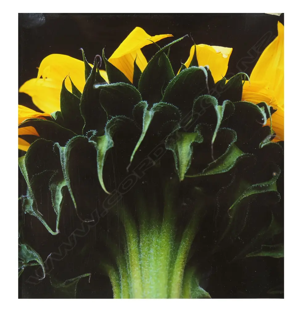 Emma Bass (NZ 1967-) 'Sunflower', Image 1++