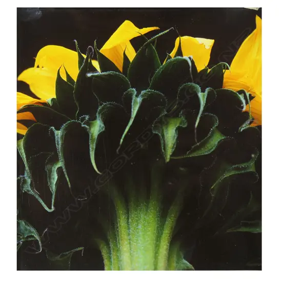 Emma Bass (NZ 1967-) 'Sunflower',