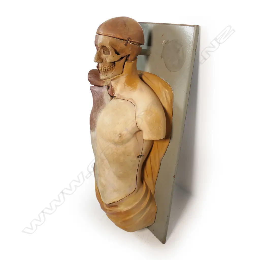 An uncommon c1900 plaster cast anatomical medical human torso, Image 1++