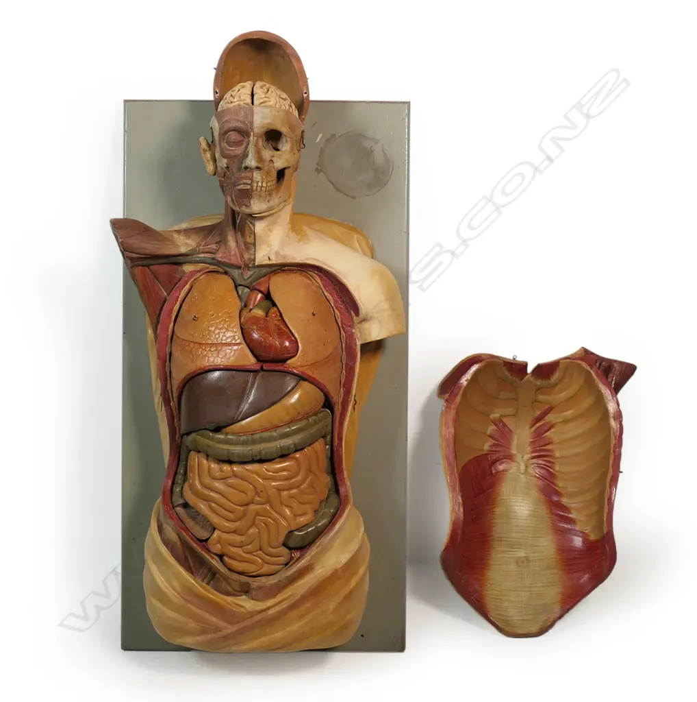 An uncommon c1900 plaster cast anatomical medical human torso, Image 1++