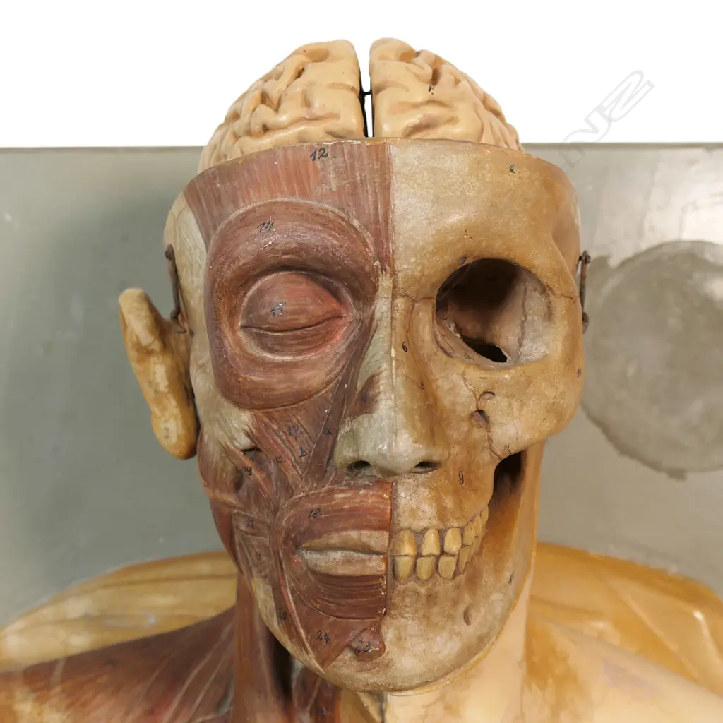 An uncommon c1900 plaster cast anatomical medical human torso, Image 1++