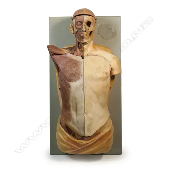 An uncommon c1900 plaster cast anatomical medical human torso,