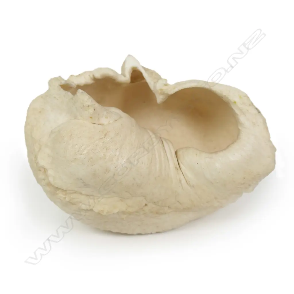 A large old whale's ear drum, Image 1++