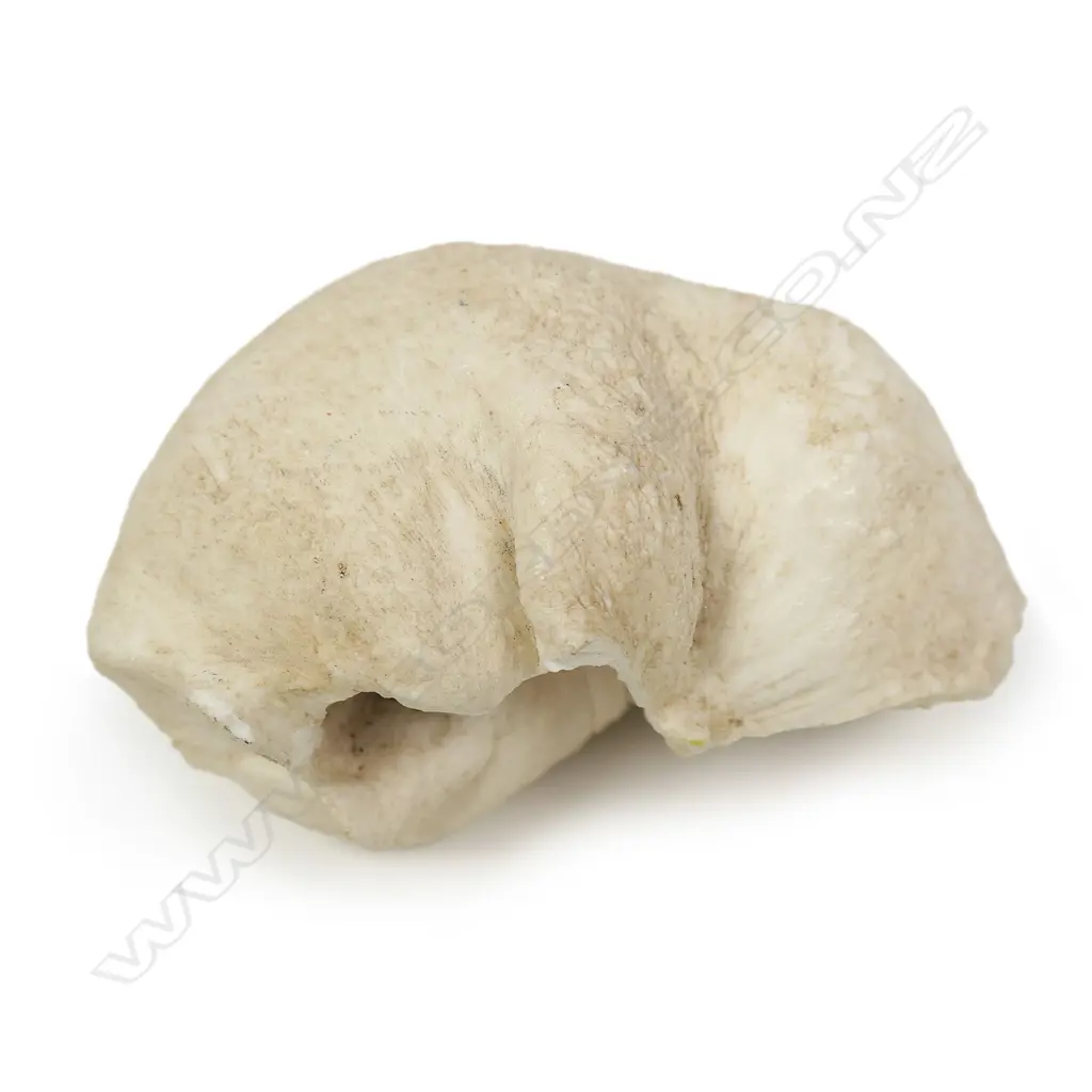 A large old whale's ear drum, Image 1++