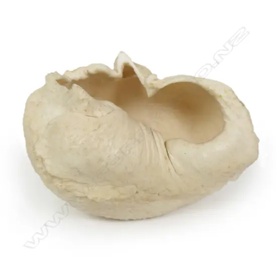 A large old whale's ear drum,
