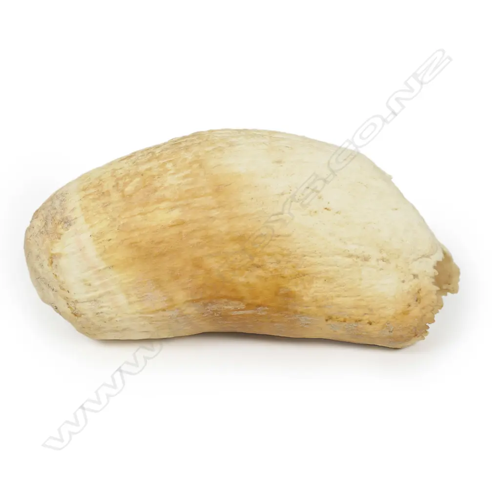 A large old sperm whale tooth, Image 1++