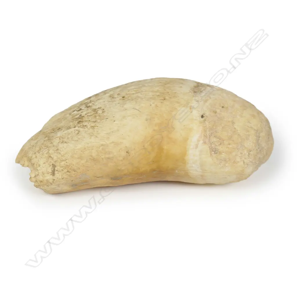 A large old sperm whale tooth, Image 1++