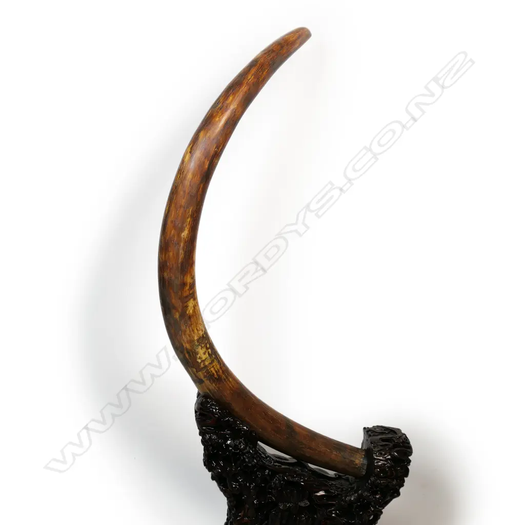 An ancient full woolly mammoth tusk on carved stand, Image 1++