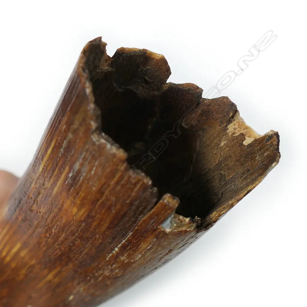 An ancient small woolly mammoth tusk on stand, Image 1++