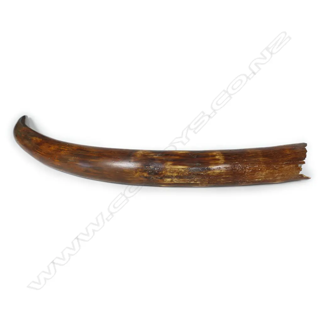 An ancient small woolly mammoth tusk on stand, Image 1++