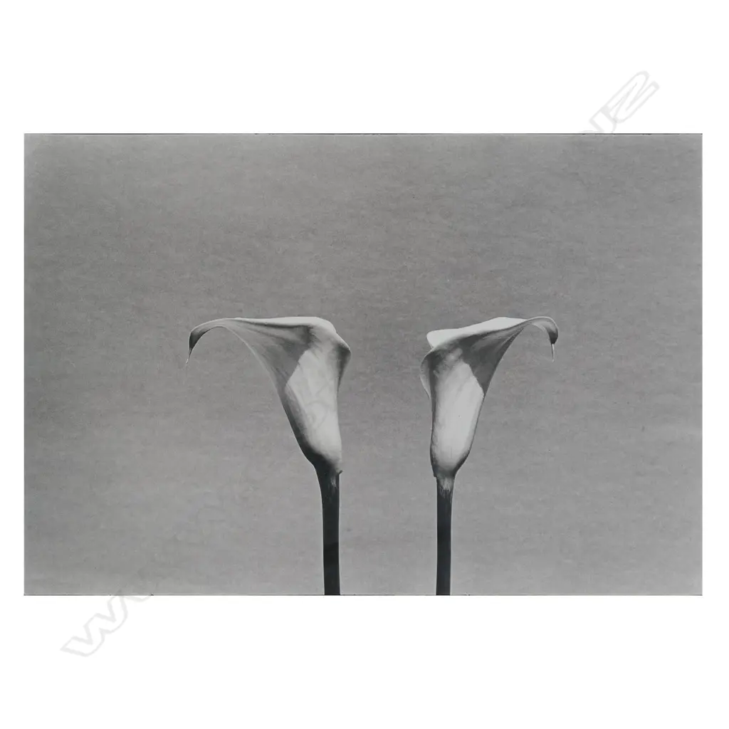 Peter Peryer (NZ1941-2018) 'Lilies', Image 1++