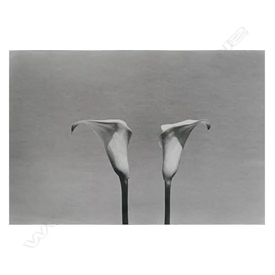 Peter Peryer (NZ1941-2018) 'Lilies',