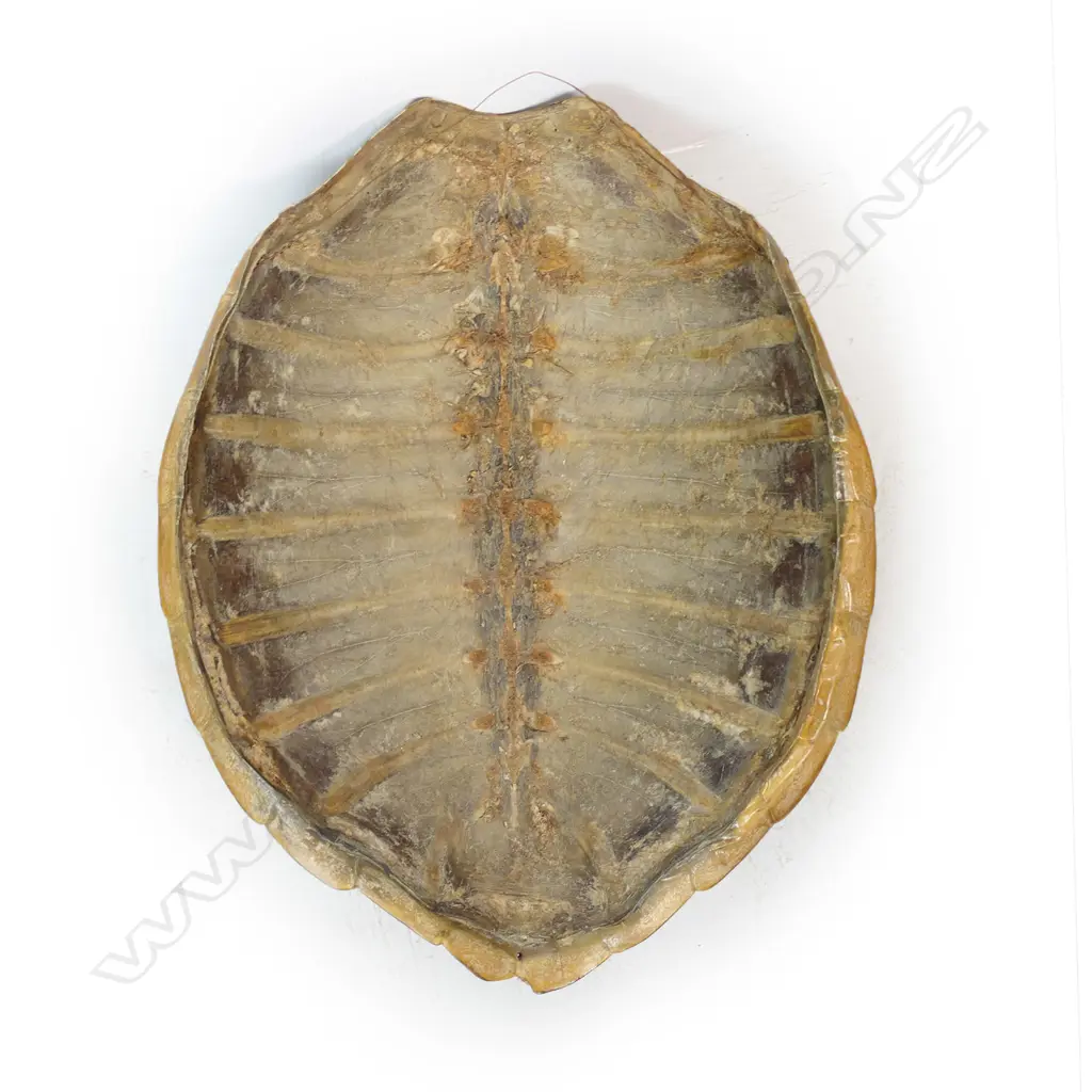A large old turtle shell, Image 1++