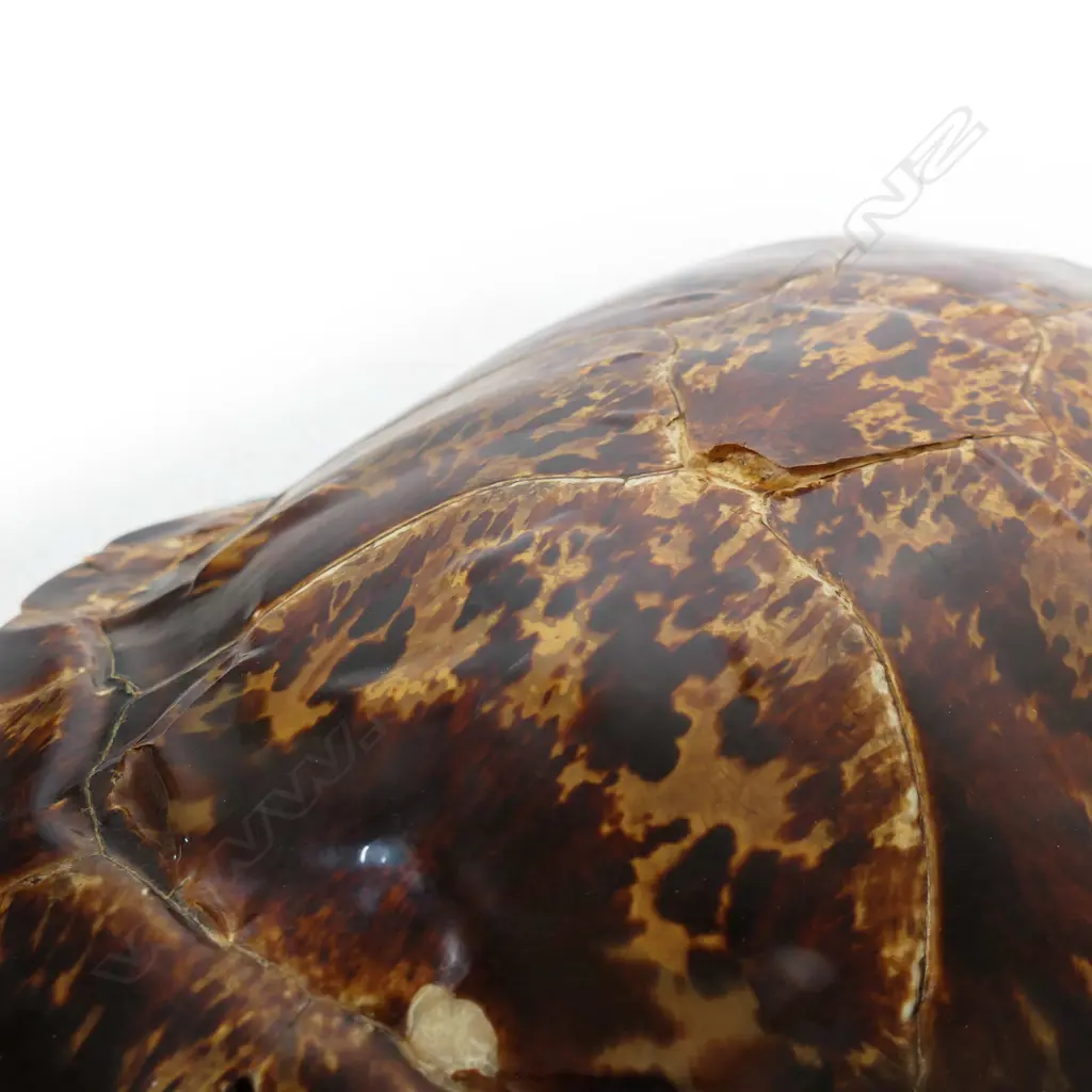 A large old turtle shell, Image 1++