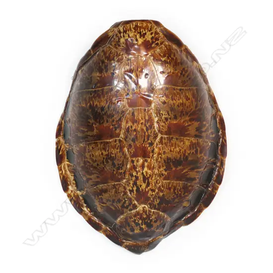 A large old turtle shell,