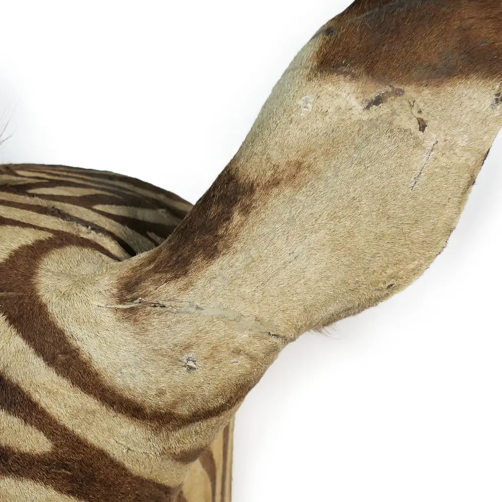 A Rowland Ward taxidermy zebra head mount, Image 1++