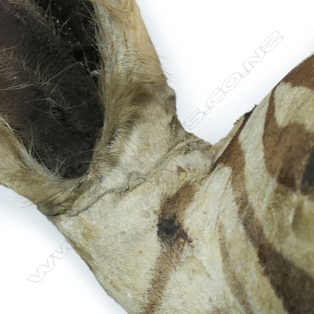A Rowland Ward taxidermy zebra head mount, Image 1++