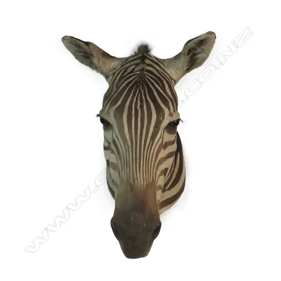 A Rowland Ward taxidermy zebra head mount,