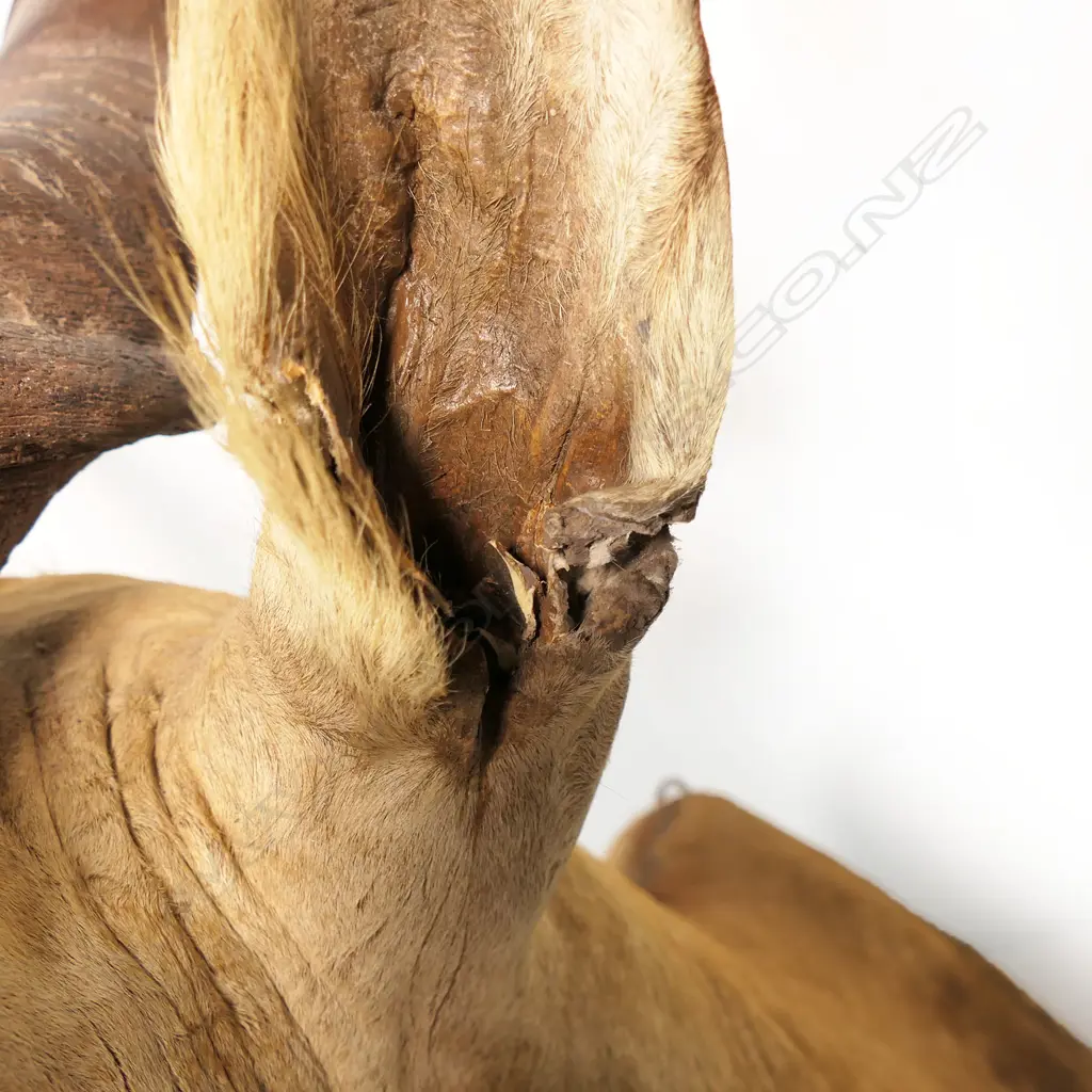 A taxidermy Eland head mount, Image 1++