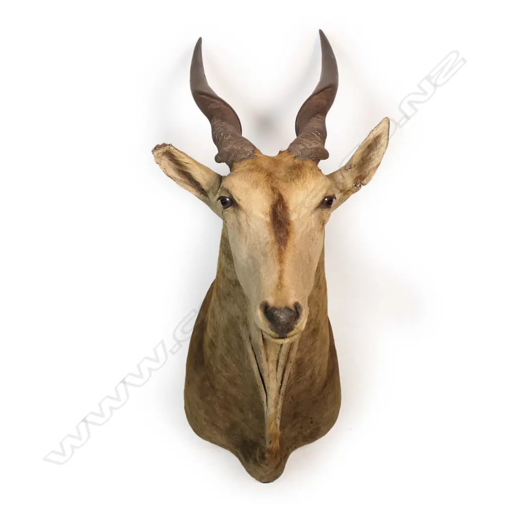 A taxidermy Eland head mount, Image 1++