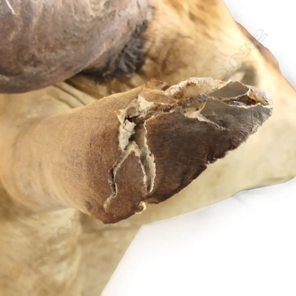 A taxidermy Eland head mount, Image 1++