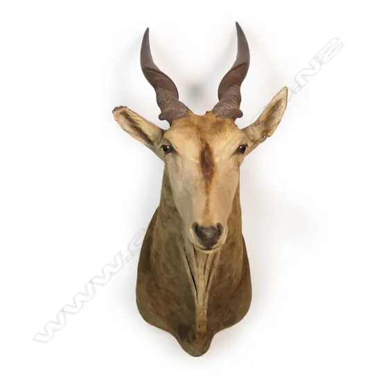 A taxidermy Eland head mount,