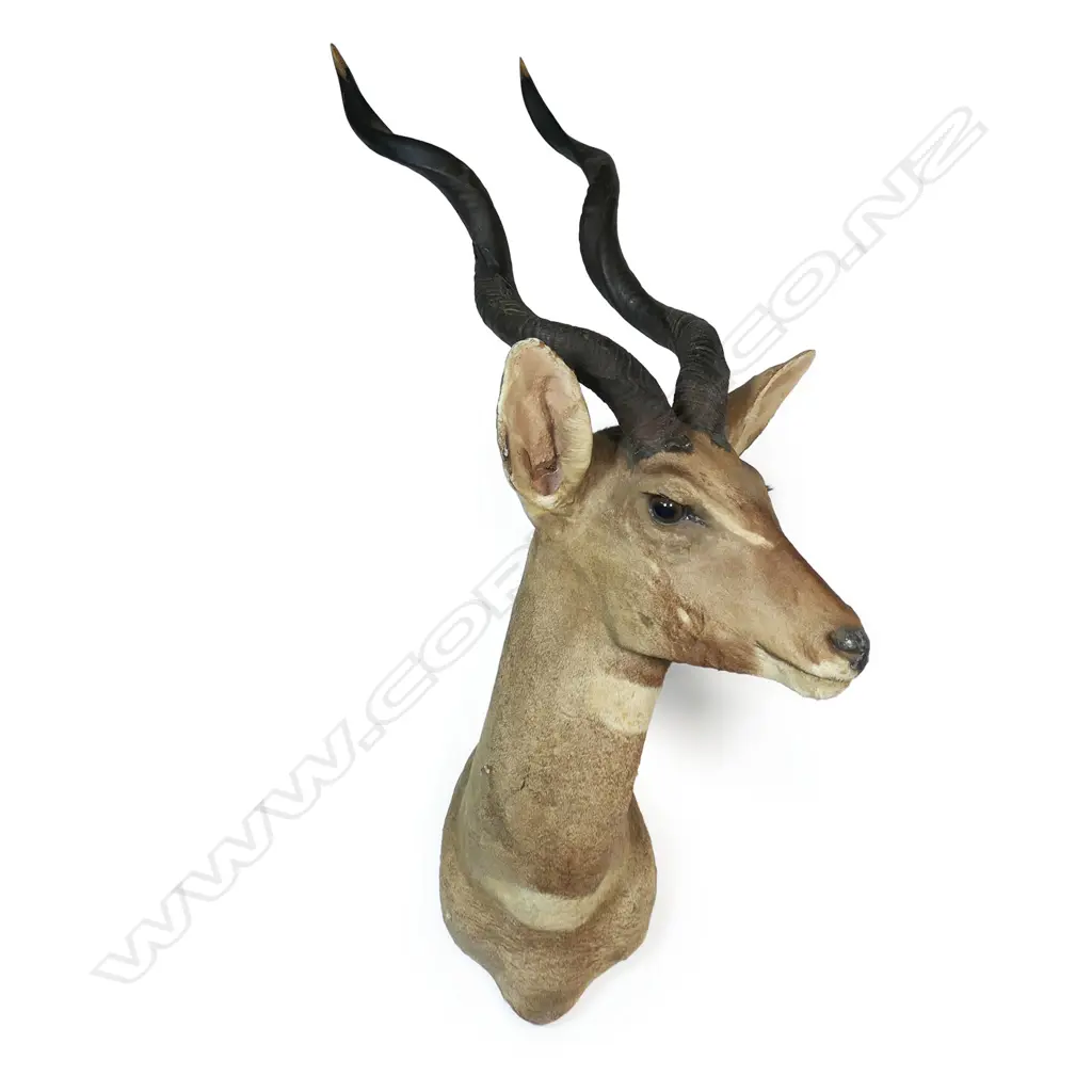 A Rowland Ward taxidermy kudu head mount, Image 1++