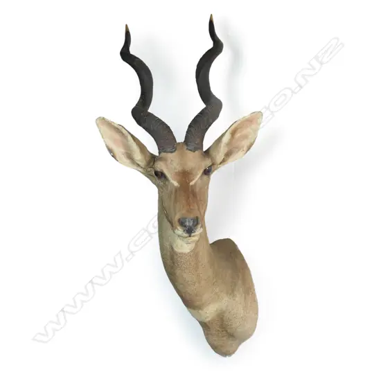 A Rowland Ward taxidermy kudu head mount,