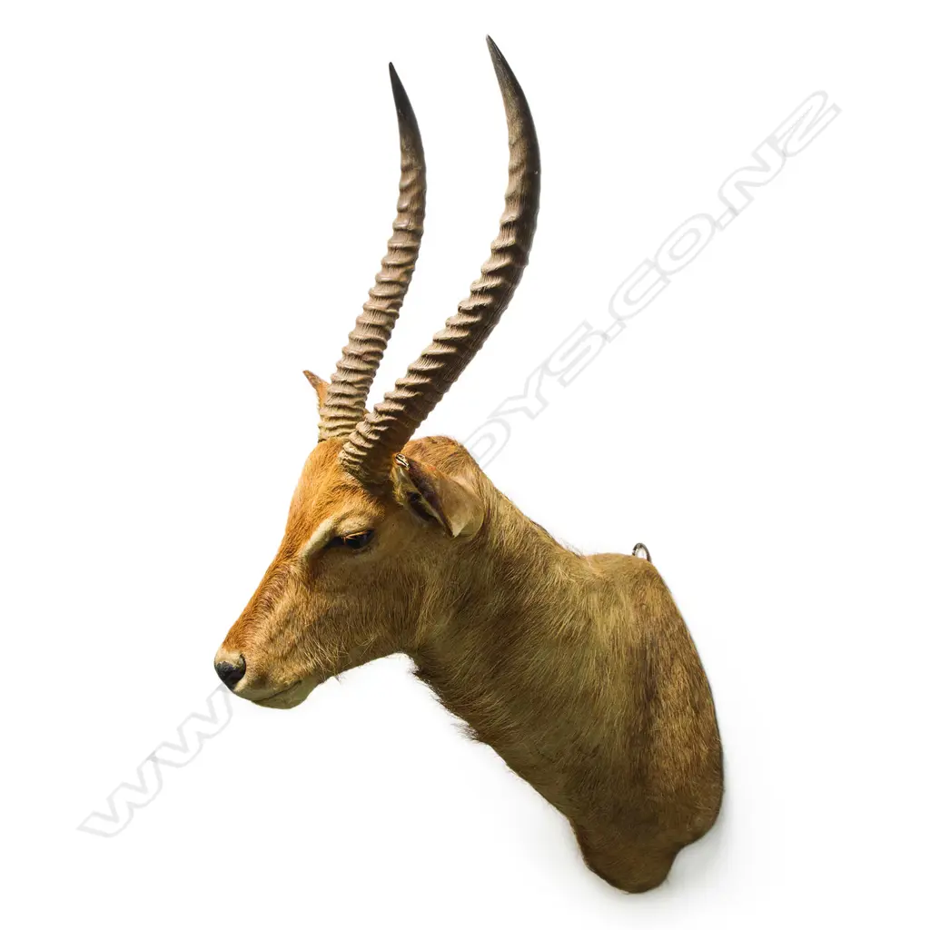 A Roland Ward taxidermy Waterbuck Head Mount, Image 1++