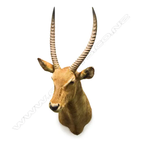A Roland Ward taxidermy Waterbuck Head Mount,