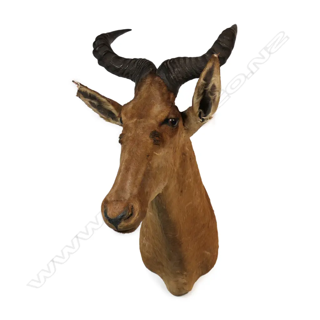 A Rowland Ward taxidermy hartebeest head mount, Image 1++