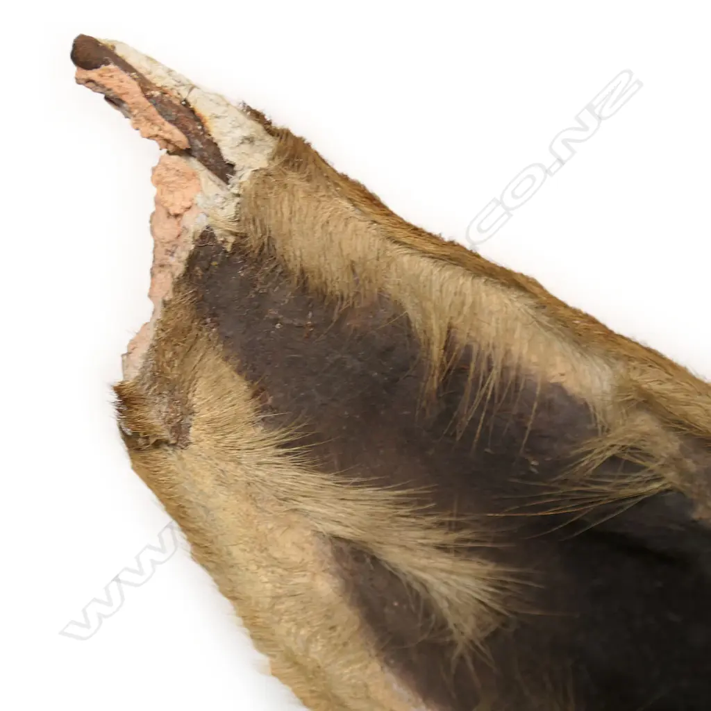 A Rowland Ward taxidermy hartebeest head mount, Image 1++