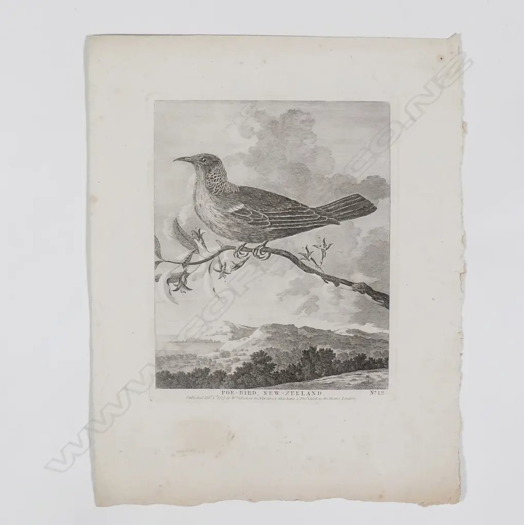 William Hodges 'Poe-bird New Zeeland' Image 1++
