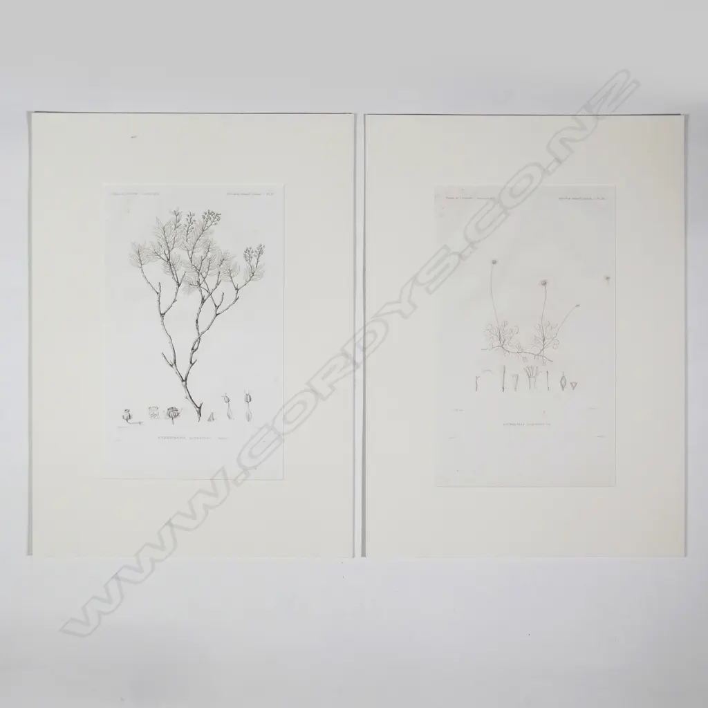 Eight botanical engravings from D'Urville's Voyage de l'Astrolabe - Botanique. All with blind embossed publishers stamp. Plates 12 Image 1++