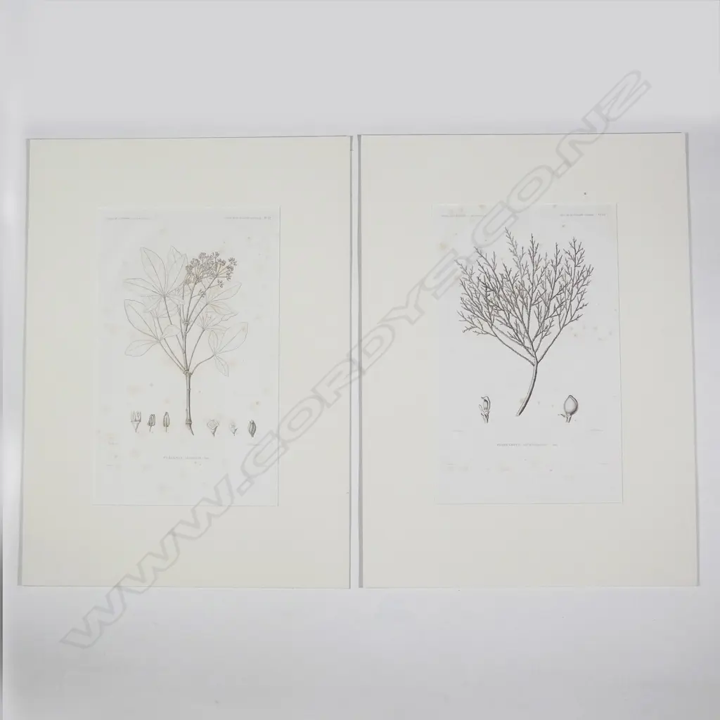 Eight botanical engravings from D'Urville's Voyage de l'Astrolabe - Botanique. All with blind embossed publishers stamp. Plates 12 Image 1++