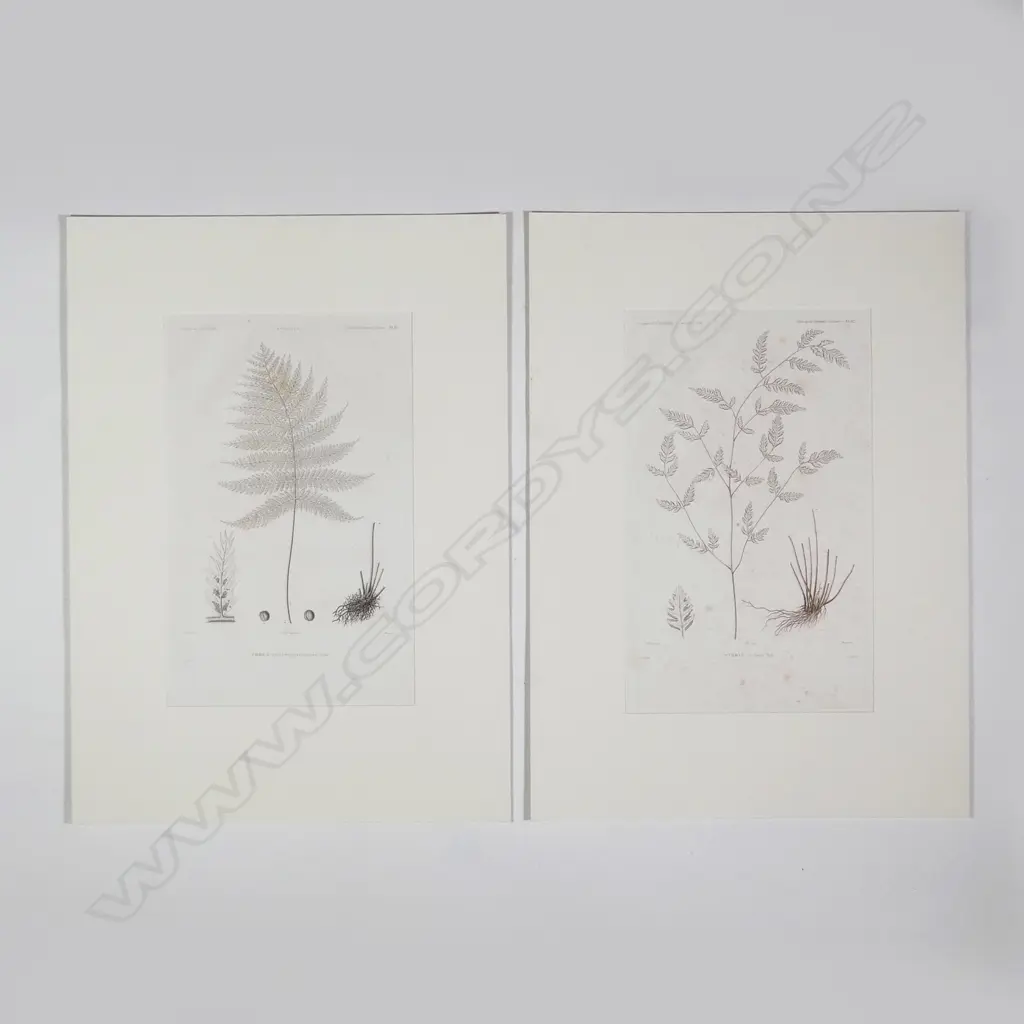 Eight botanical engravings from D'Urville's Voyage de l'Astrolabe - Botanique. All with blind embossed publishers stamp. Plates 12 Image 1++