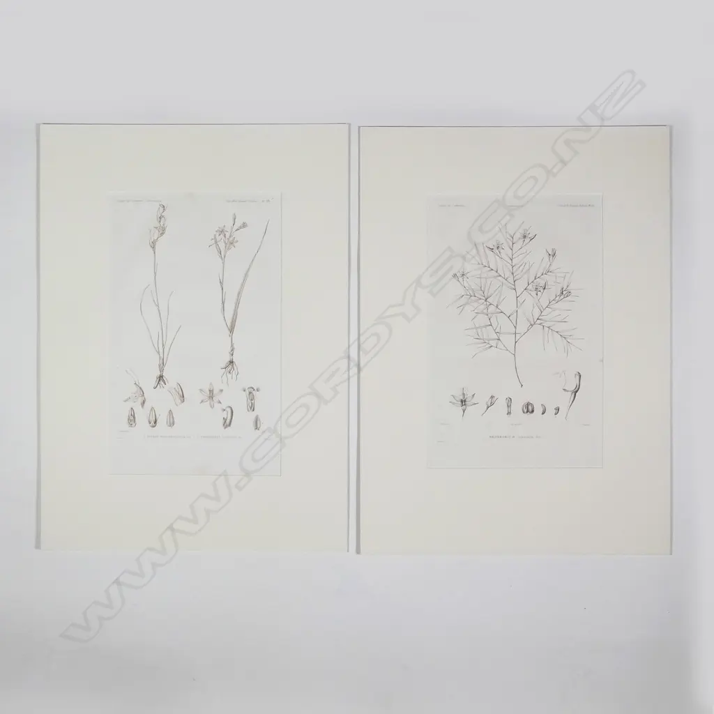 Eight botanical engravings from D'Urville's Voyage de l'Astrolabe - Botanique. All with blind embossed publishers stamp. Plates 12 Image 1++