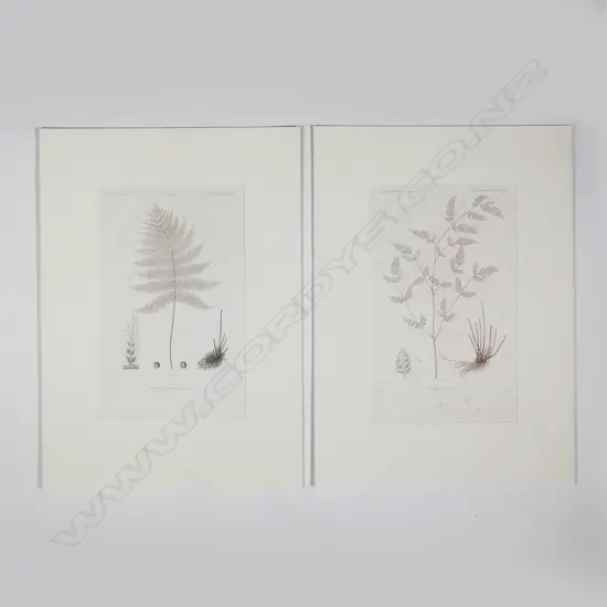 Eight botanical engravings from D'Urville's Voyage de l'Astrolabe - Botanique. All with blind embossed publishers stamp. Plates 12